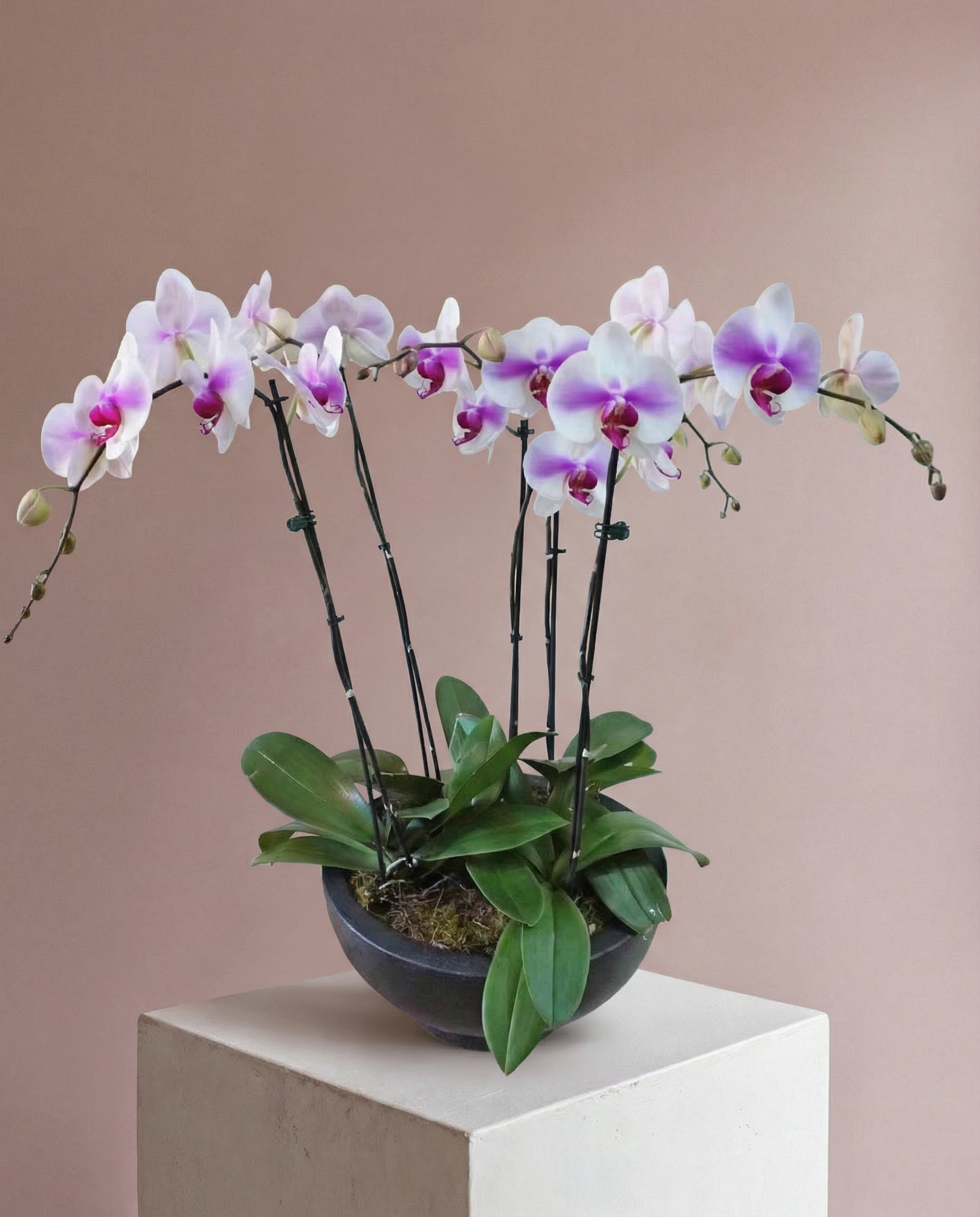Pink Orchids