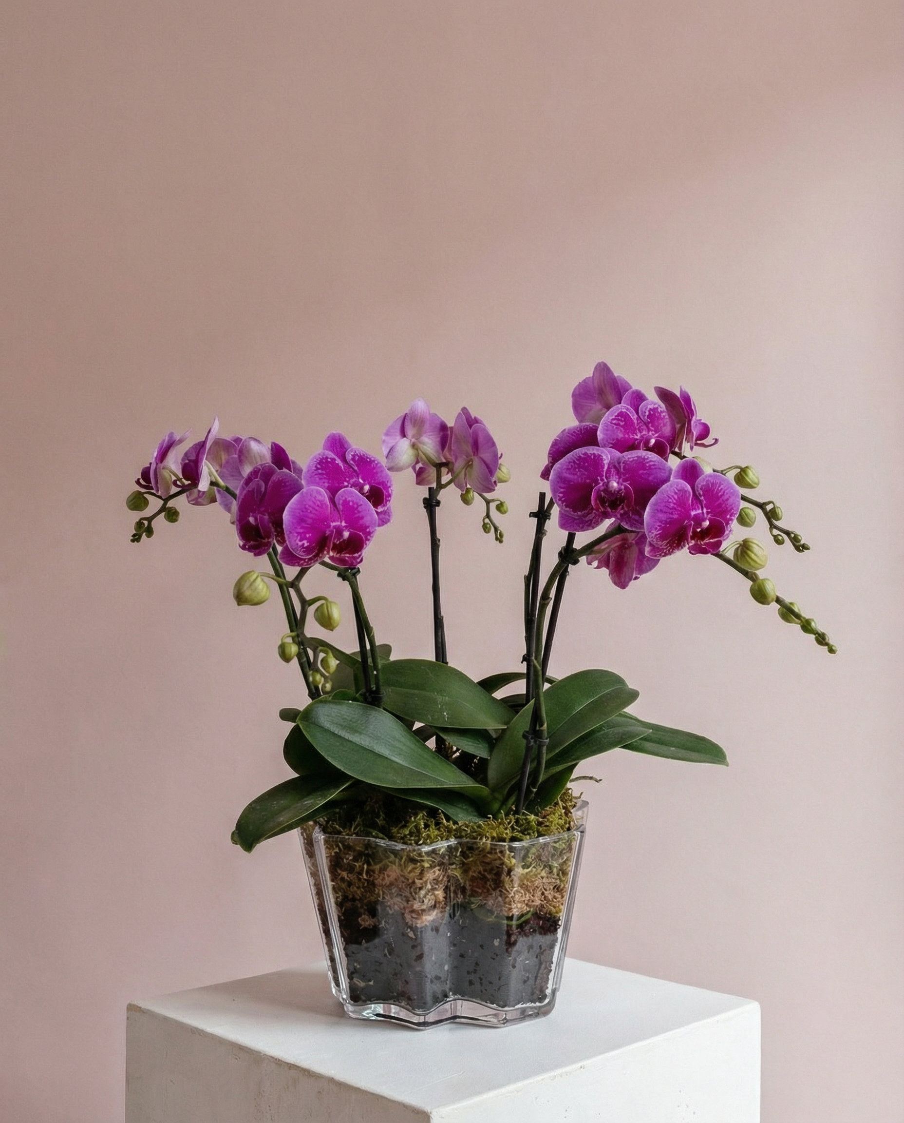 Hot Pink Orchids
