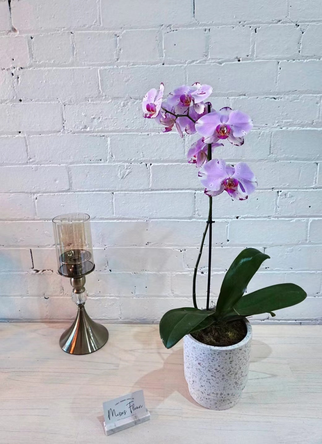 Pink Orchids