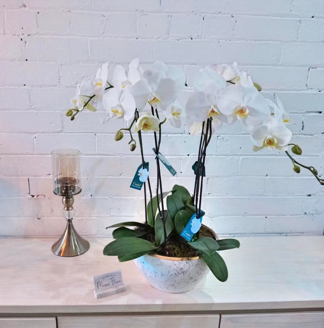 White Orchids