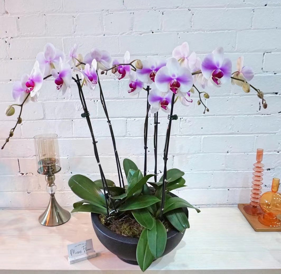 Pink Orchids