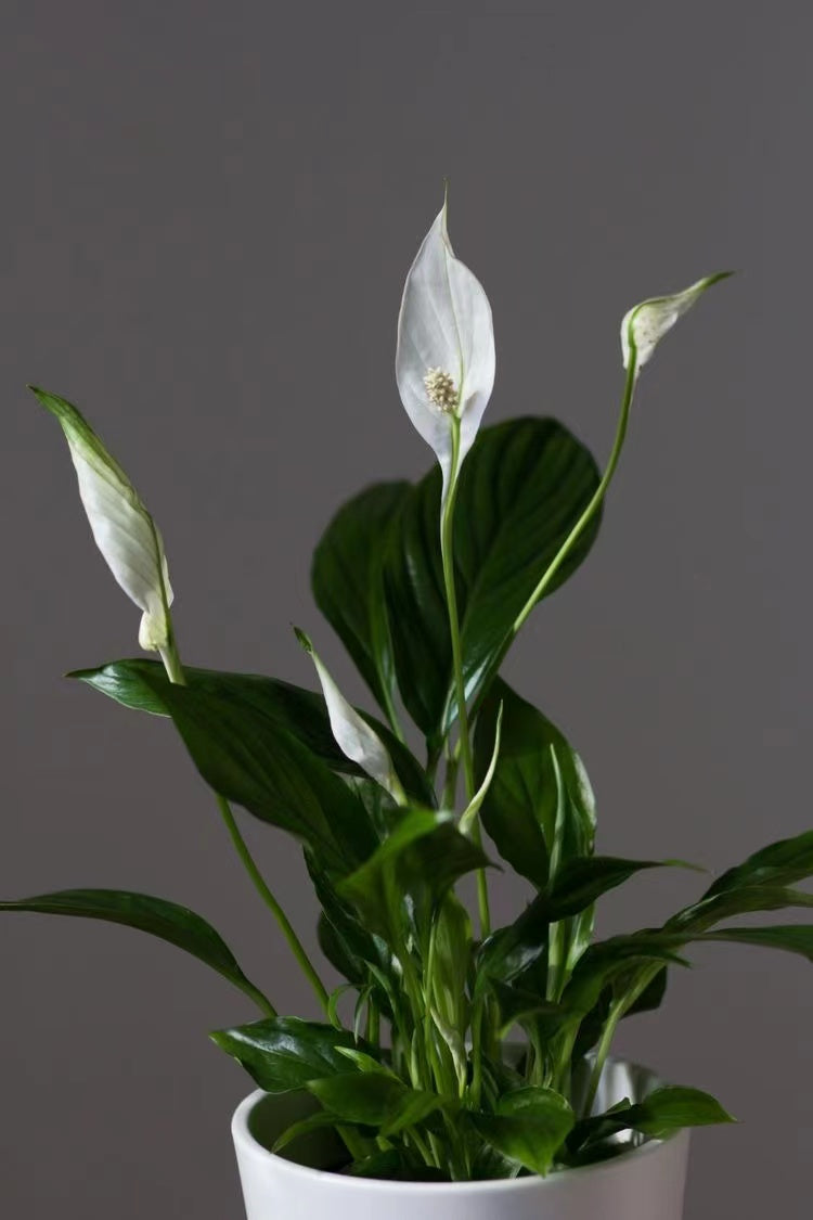 Peace lily with pot